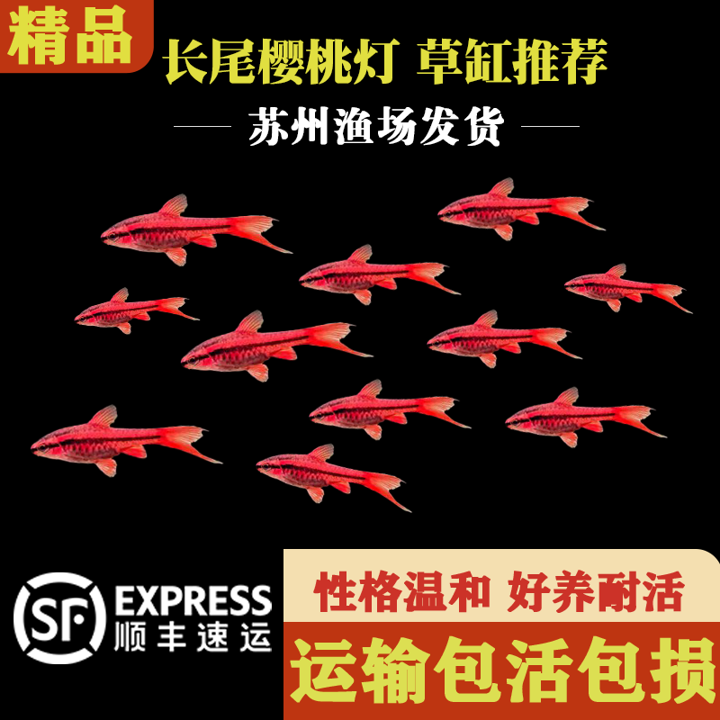 樱桃灯鱼大号长尾红玫瑰鱼中层草缸小型观赏鱼活体淡水群游热带鱼