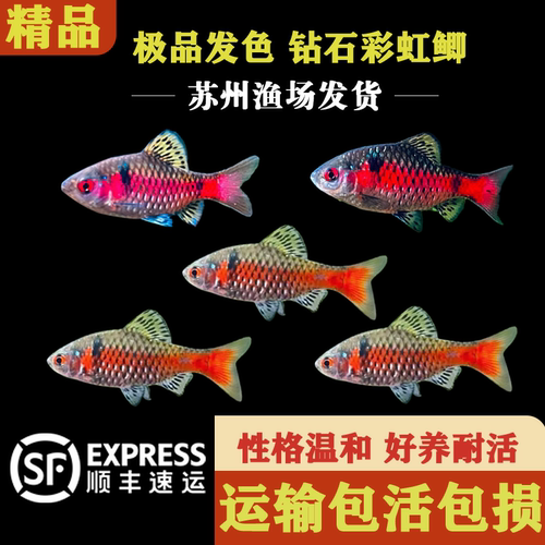 精品钻石彩虹鲫原生鱼