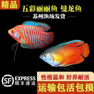 丽丽鱼小型热带鱼蓝曼龙鱼吃蛋白虫观赏鱼好养耐活不打氧血丽丽鱼