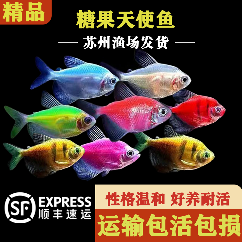 荧光天使鱼热带鱼观赏鱼群游鱼小型鱼好养耐活淡水鱼活体鱼苗新手