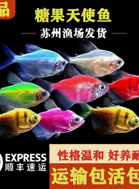 荧光天使鱼热带鱼观赏鱼群游鱼