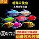 荧光天使鱼热带鱼观赏鱼群游鱼小型鱼好养耐活淡水鱼活体鱼苗新手