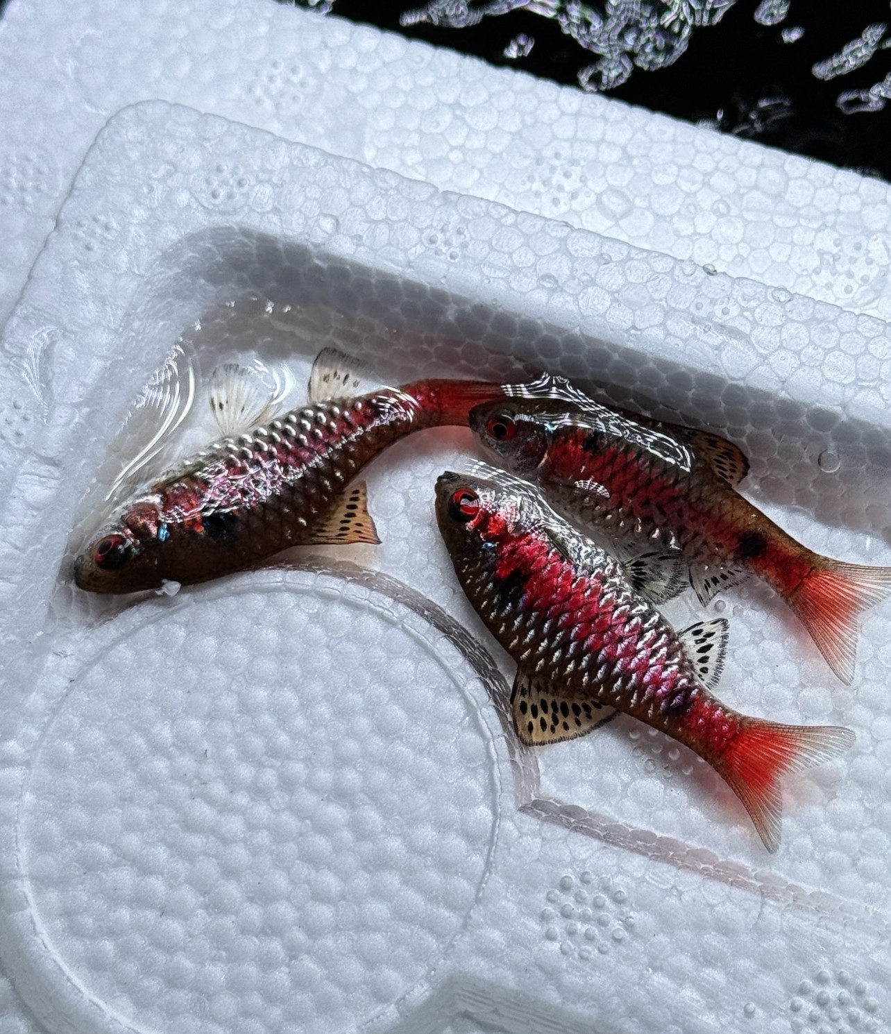 精品钻石彩虹鲫鱼原生观赏鱼小型冷水鱼好养耐活免加温溪流缸推荐