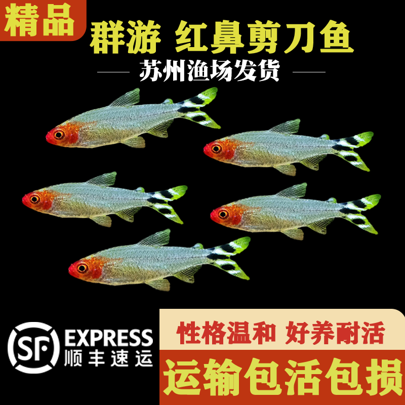 红鼻剪刀鱼热带观赏淡水灯鱼形剪刀鼻子水草缸群游活体小鱼生态缸