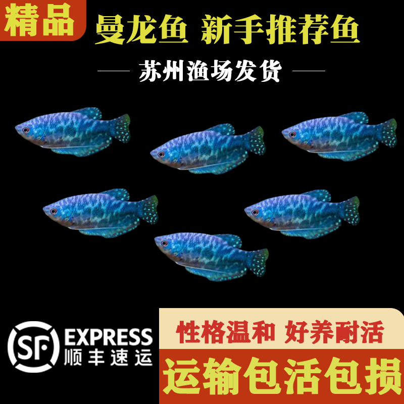 小型观赏鱼蓝曼龙鱼黄曼龙五彩丽丽鱼淡水鱼好养耐活不打氧热带鱼
