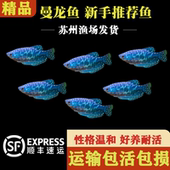 小型观赏鱼蓝曼龙鱼黄曼龙五彩丽丽鱼淡水鱼好养耐活不打氧热带鱼