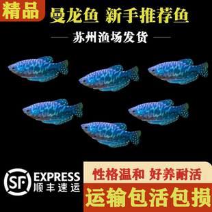 小型观赏鱼蓝曼龙鱼黄曼龙五彩丽丽鱼淡水鱼好养耐活不打氧热带鱼