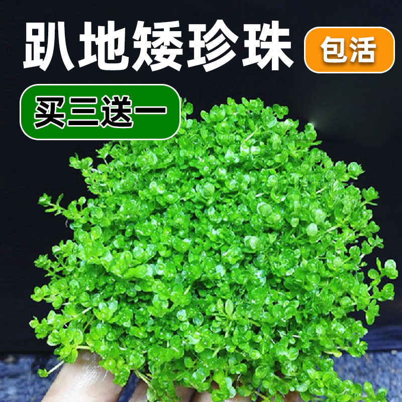 前景爬地矮珍珠鱼缸水草造景植物真草活净水阴性草新手无菌杯牛毛
