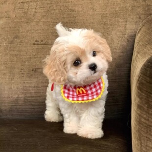 【麦门信徒】狗狗口水巾围兜围脖中小型犬口水兜宠物猫咪宠物配饰