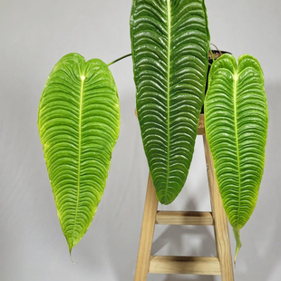 鲸鹿花园 火鹤王花烛 Anthurium Veitchii 室内观叶热植