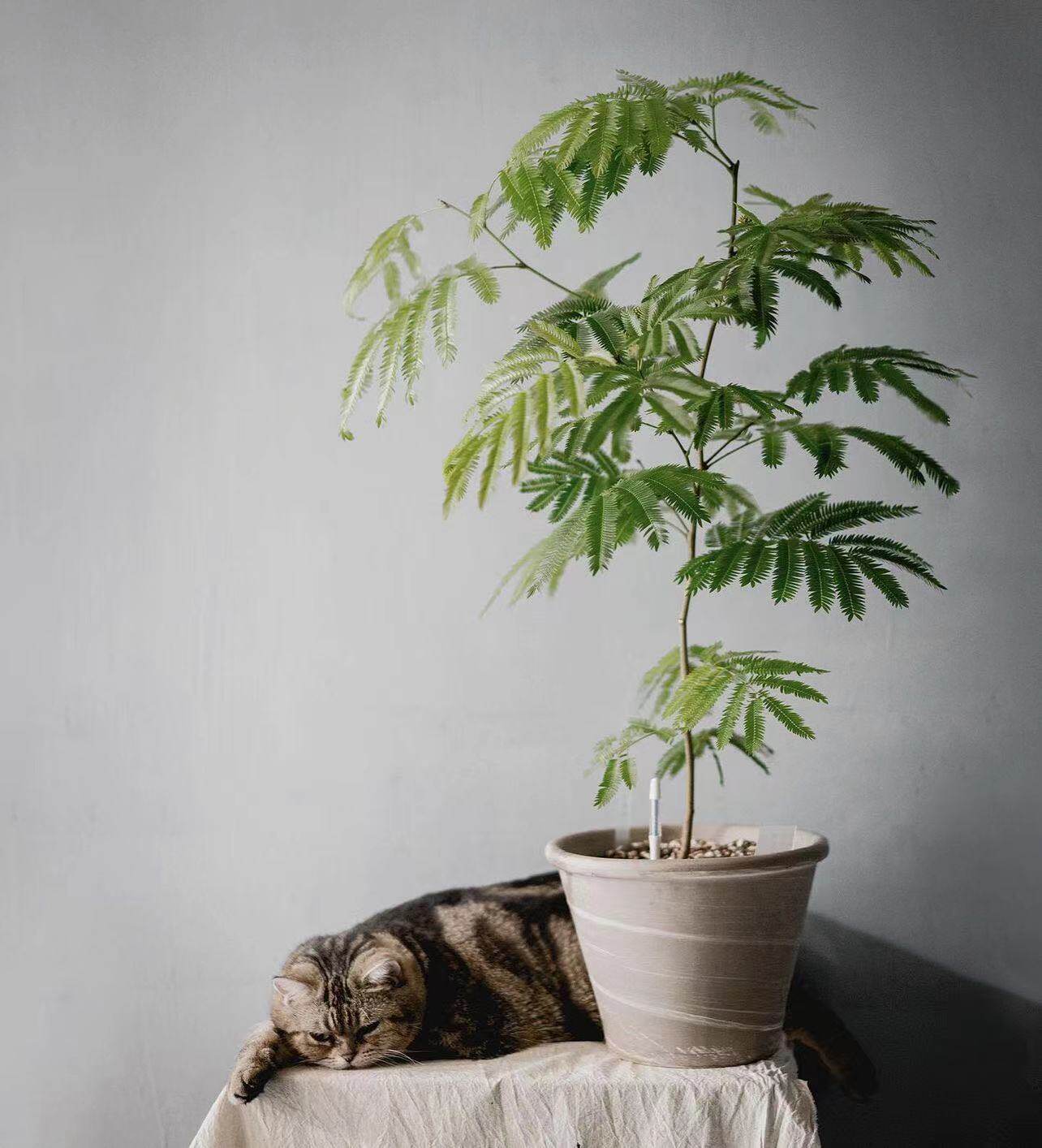 鲸鹿花园 密叶猴耳环 进口室内观叶植物
