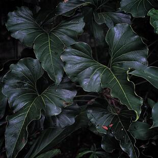 鲸鹿花园 布朗尼花烛anthurium brownii 小众室内观叶热植盆栽