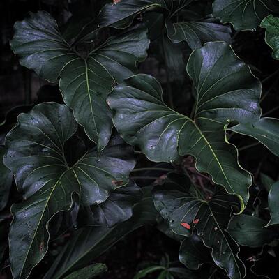 布朗尼花烛小众室内观叶热植盆栽