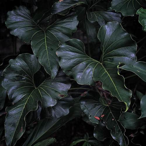 布朗尼花烛小众室内观叶热植盆栽