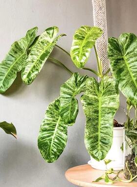 鲸鹿花园　绿天堂蔓绿绒Philodendron Paraiso Verde室内网红热植