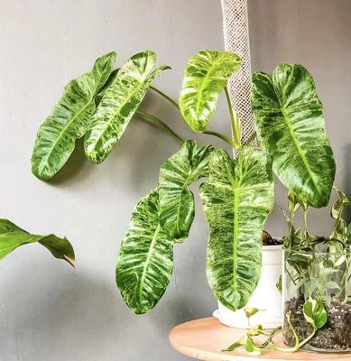 蔓绿绒室内热植耐阴锦华植物