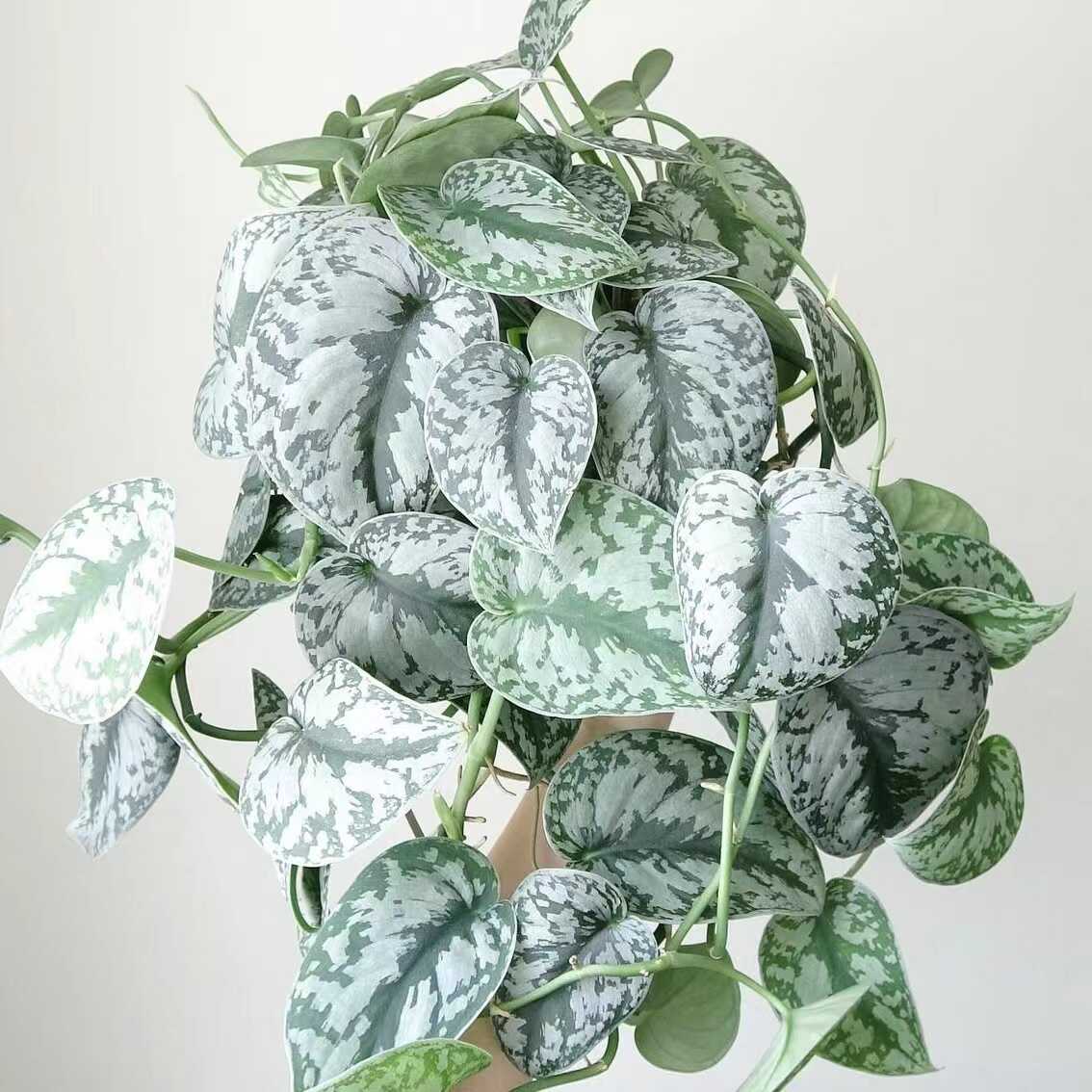 皮实好养大叶银斑葛室内观叶绿植