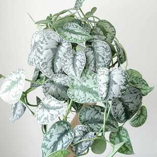 鲸鹿花园 大叶银斑葛Scindapsus pictus 'Exotica'耐阴垂吊植物