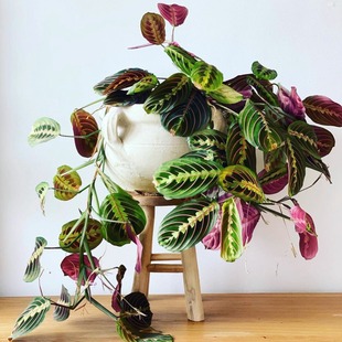 叶蝉竹芋红脉豹纹垂吊花卉网红进口红蜻蜓大苗 观叶室内盆栽