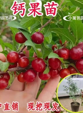 欧李果苗钙果苗当年结果鲜食补钙南方北方种植盆栽地栽易活果树苗