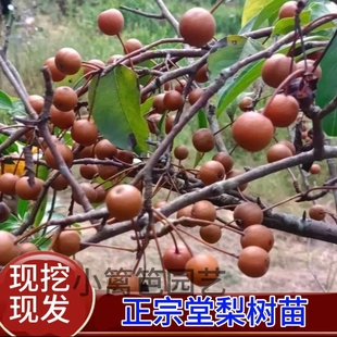 杜梨苗 堂梨盆景树苗海棠梨树嫁接苗砧木耐寒南北方盆栽地载果树
