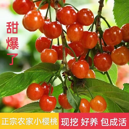 车厘子中华小樱桃树南方北方种植