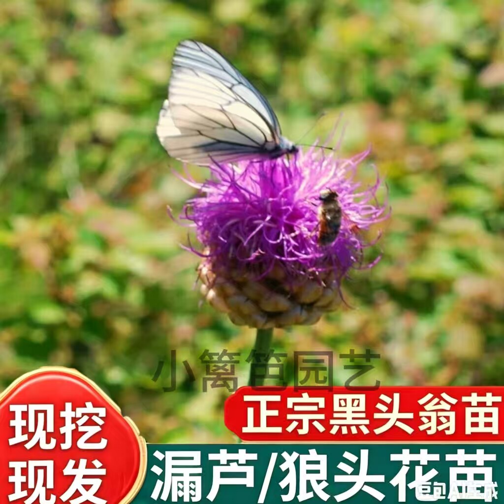 漏芦中药材苗狼头花黑头翁花卉苗