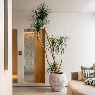 森空间装 搭配氧化镁花器 饰大花盆室内室外酒店民宿氛围感百搭软装