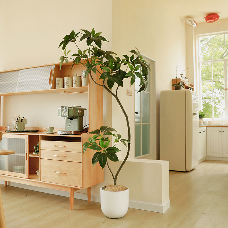 森空间仿真绿植大叶伞