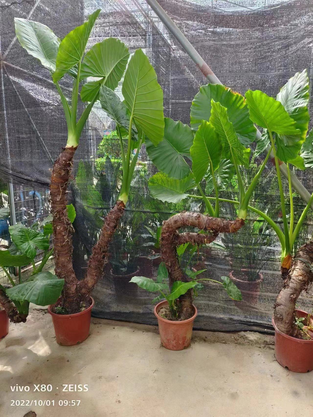 滴水观音霸王芋又名巨型海芋客厅卧室书房办公室吸甲醛净化空气