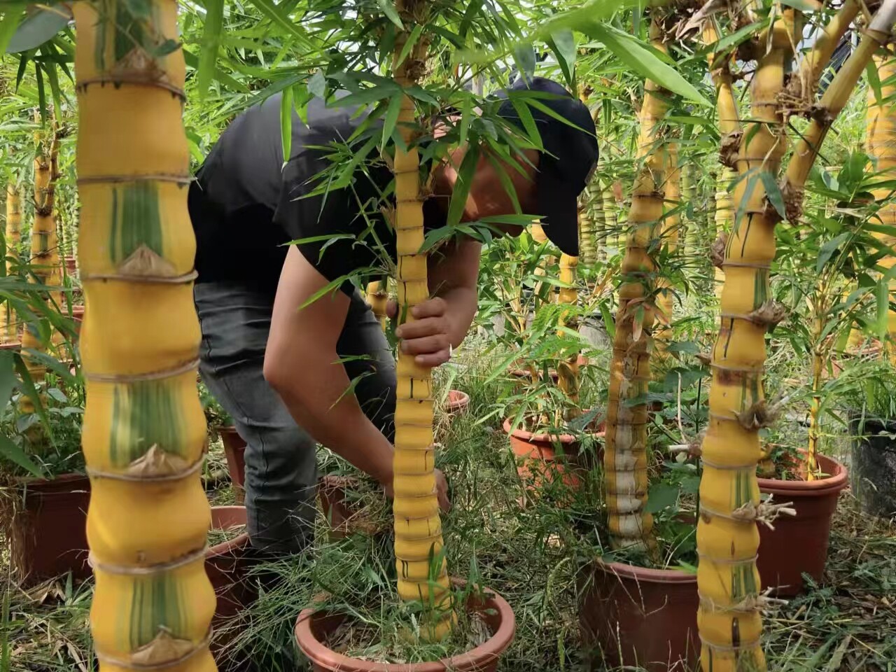 金丝老桩黄金佛肚竹青杆佛肚竹绿植室内外观叶庭院阳台办公室客厅