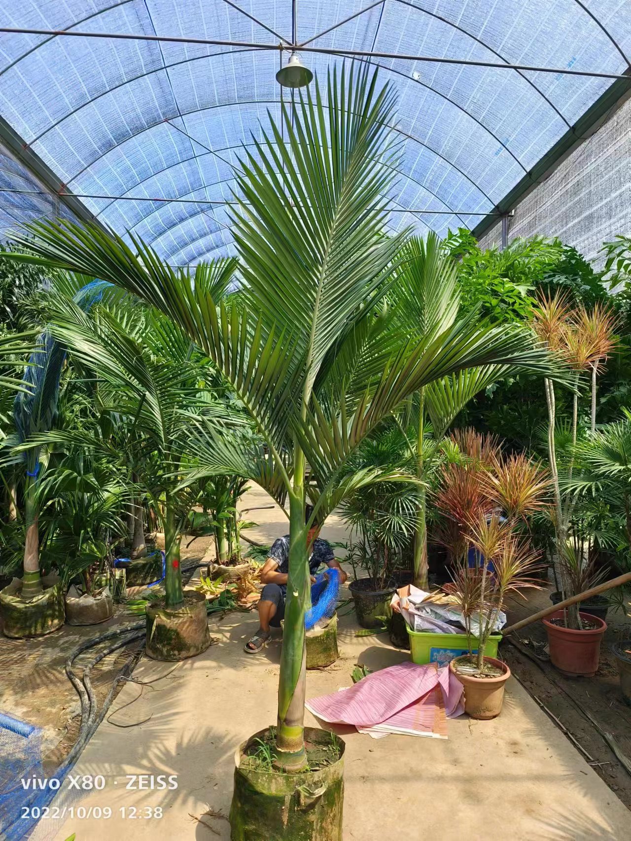假槟榔树又名亚力山大椰子大型绿植棕榈科观叶室内外吸甲醛庭院