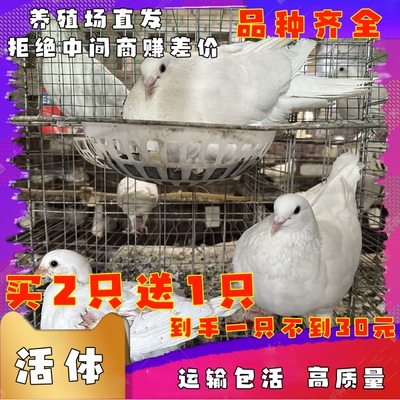 鸽子活一对鸽子信鸽肉鸽子活一对