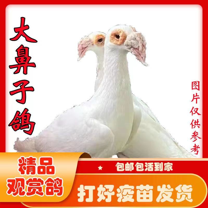 观赏鸽大鼻子大鼻子鸽黑色白色大
