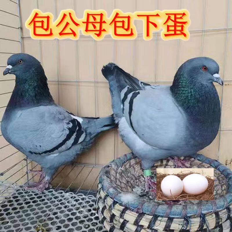 纯种落地王鸽子活物一对特大活体下蛋种鸽青年鸽幼鸽鸟类肉鸽特价