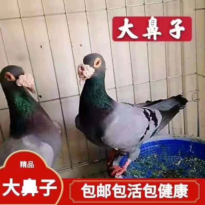 大鼻子观赏鸽开花大鼻子鸽子白大