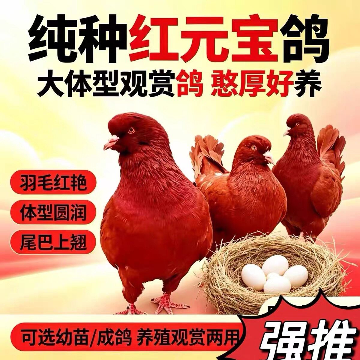 招财元宝鸽巨型纯种大体元宝鸽子活一对观赏鸽肉鸽种鸽子活物包邮