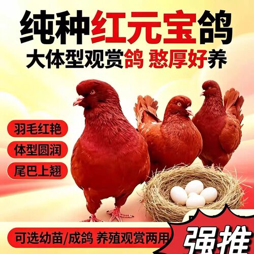 招财元宝鸽巨型纯种大体元宝鸽子活一对观赏鸽肉鸽种鸽子活物包邮