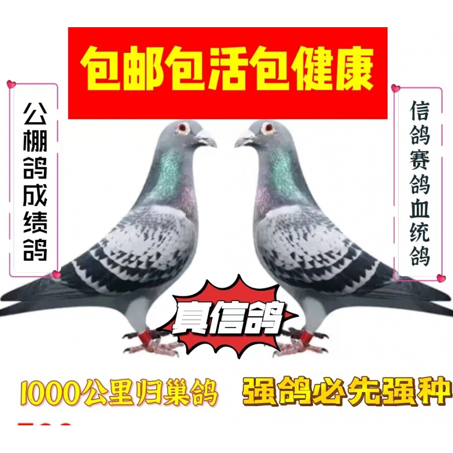 信鸽赛鸽成绩鸽种鸽血统鸽子活物