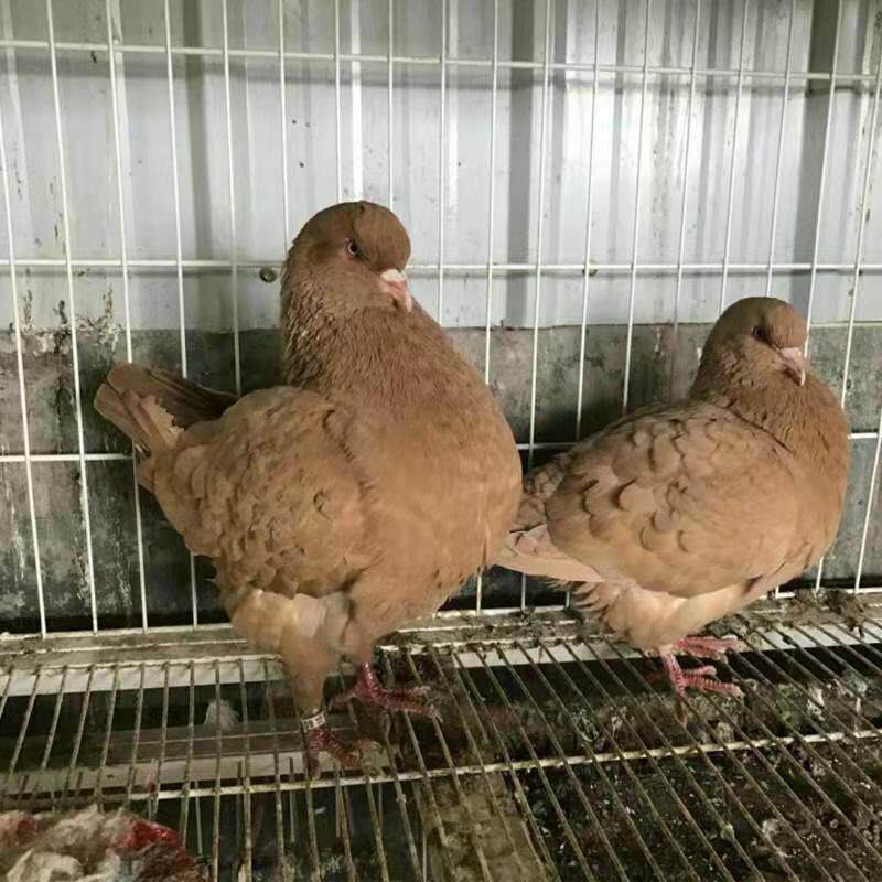活体宠物大体元宝鸽子纯巨型公斤
