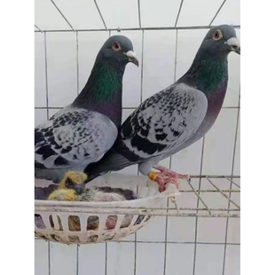 鸽子活体青年鸽活信鸽白羽王瓦灰鸽子雨点银王鸽观赏鸽子肉鸽一对