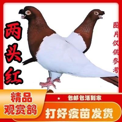观赏鸽【两头红鸽子】出售活体鸽