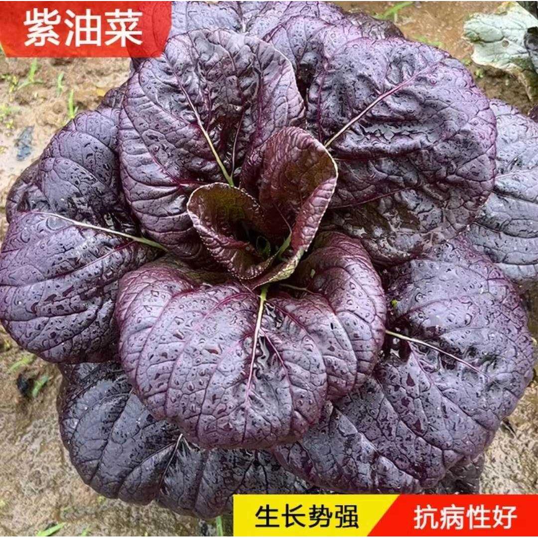 紫油菜种籽紫钻紫玉四季蔬菜种子红紫罗兰油菜钻阳台紫色紫冠盆栽