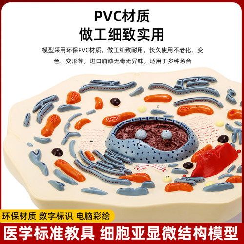 动物细胞放大模型生物学习神器