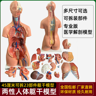 人体器官身体结构解剖模型医用仿真全身内脏拼装 躯干解刨玩具教具