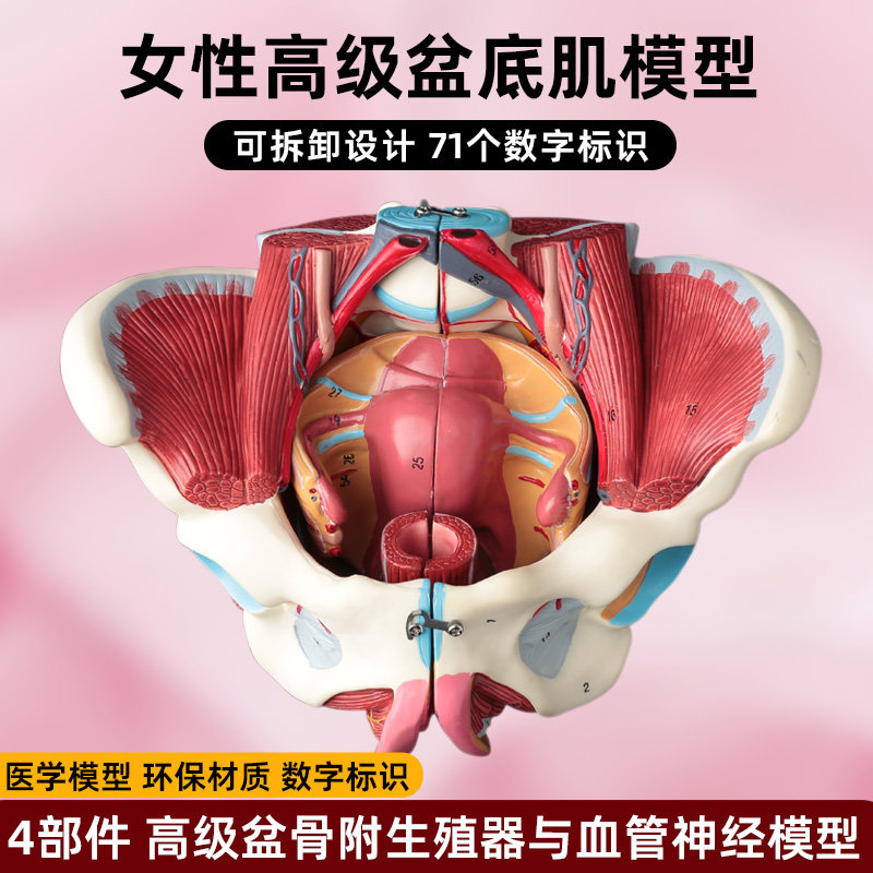 女性骨盆盆底肌肉解剖模型分娩产后生殖恢复医学盆腔器官结构教具