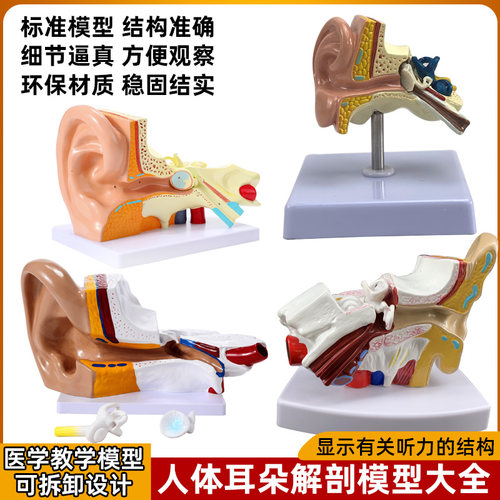 耳部倍数放大结构解剖模型新款式