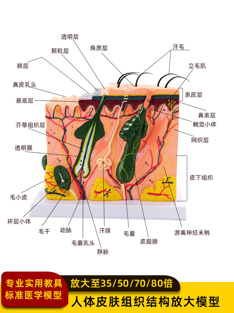 人体皮肤组织放大解剖模型医学毛发生长三维皮肤生理分层结构模型