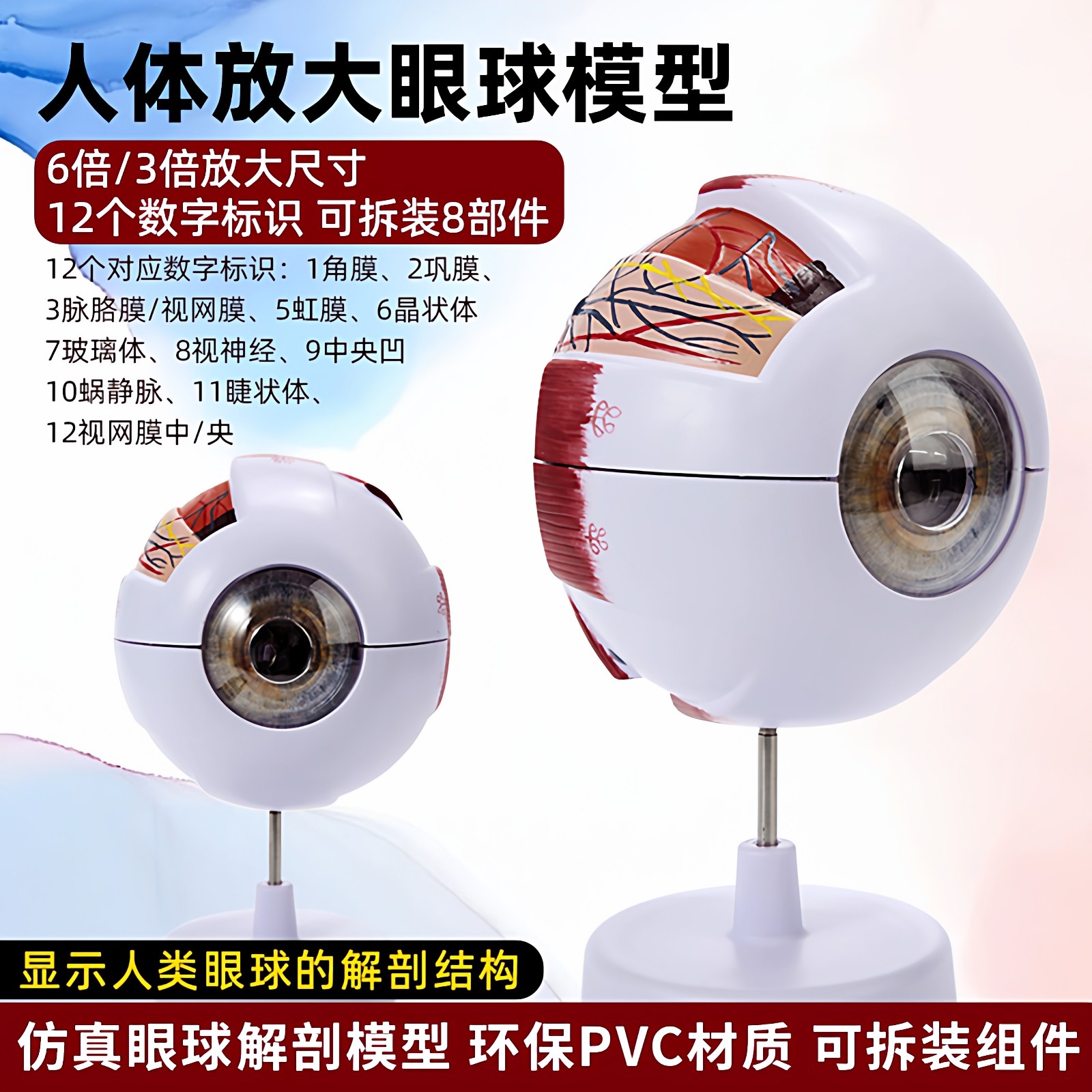 人体眼球眼部结构解剖放大模型可拆卸儿童仿真眼睛医学教学仪器具,玩具/童车/益智/积木/模型,其他模型玩具,淘宝优惠券,粉丝福利购,淘宝优惠卷