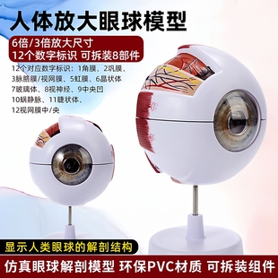 人体眼球眼部结构解剖放大模型可拆卸儿童仿真眼睛医学教学仪器具